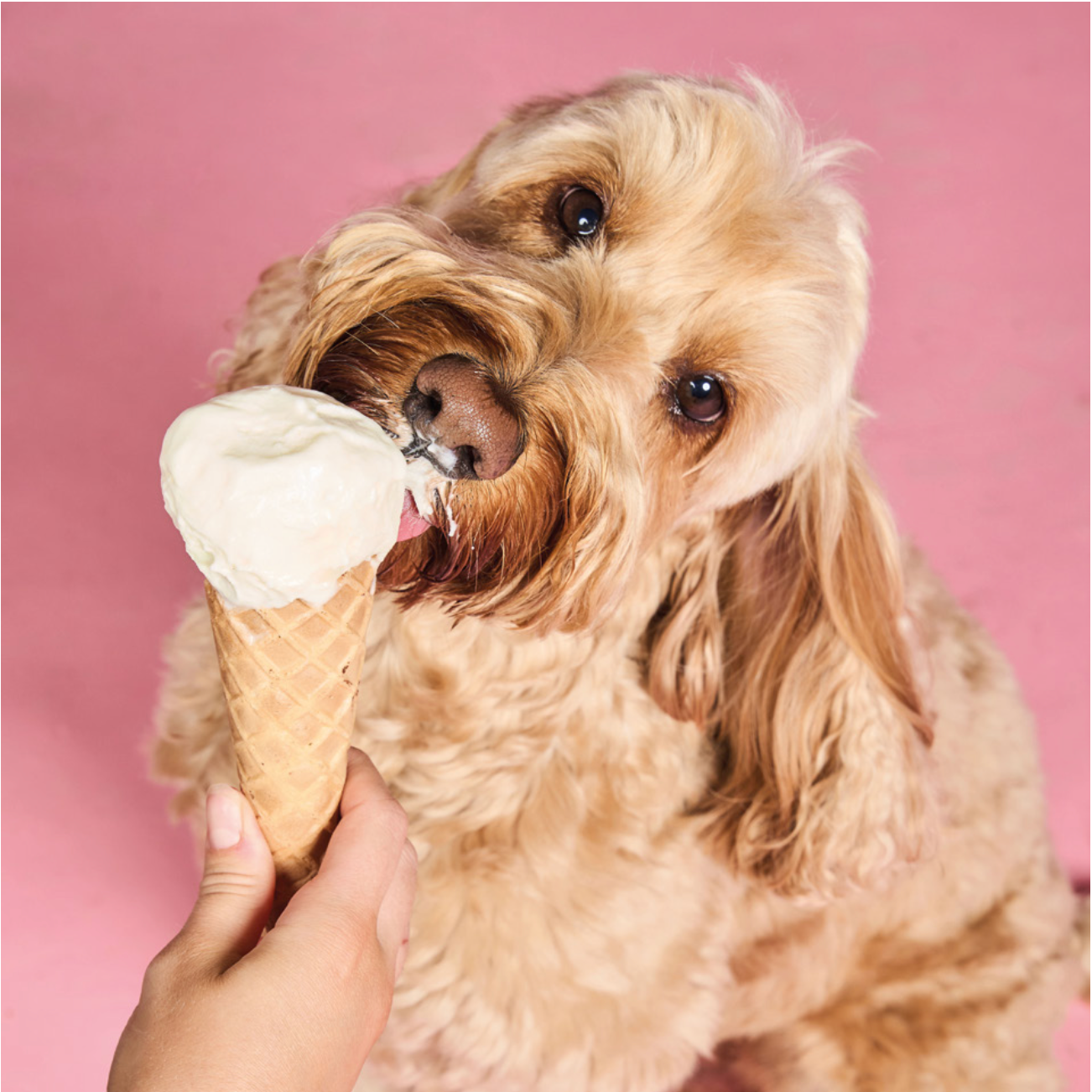Pampered Pups Doggy Recipes - Digital Download
