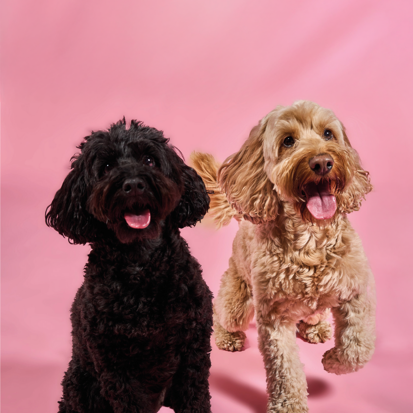 Pampered Pups Doggy Recipes - Digital Download